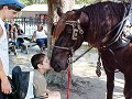 HorseSisters Equine Assisted Therapy & Rescue